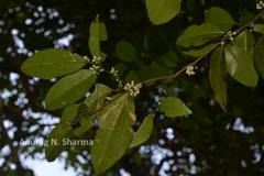 Atalantia racemosa var. bourdillonii